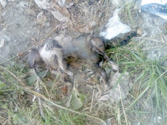 Zeci de câini şi pisici otrăviţi la Năvodari şi nici un indiciu privind vinovaţii